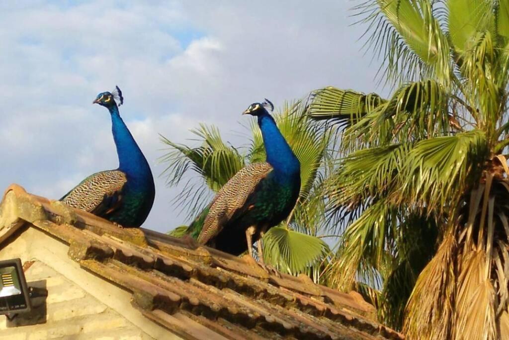 Cortijo San Jose Villa Sevilla Exteriör bild